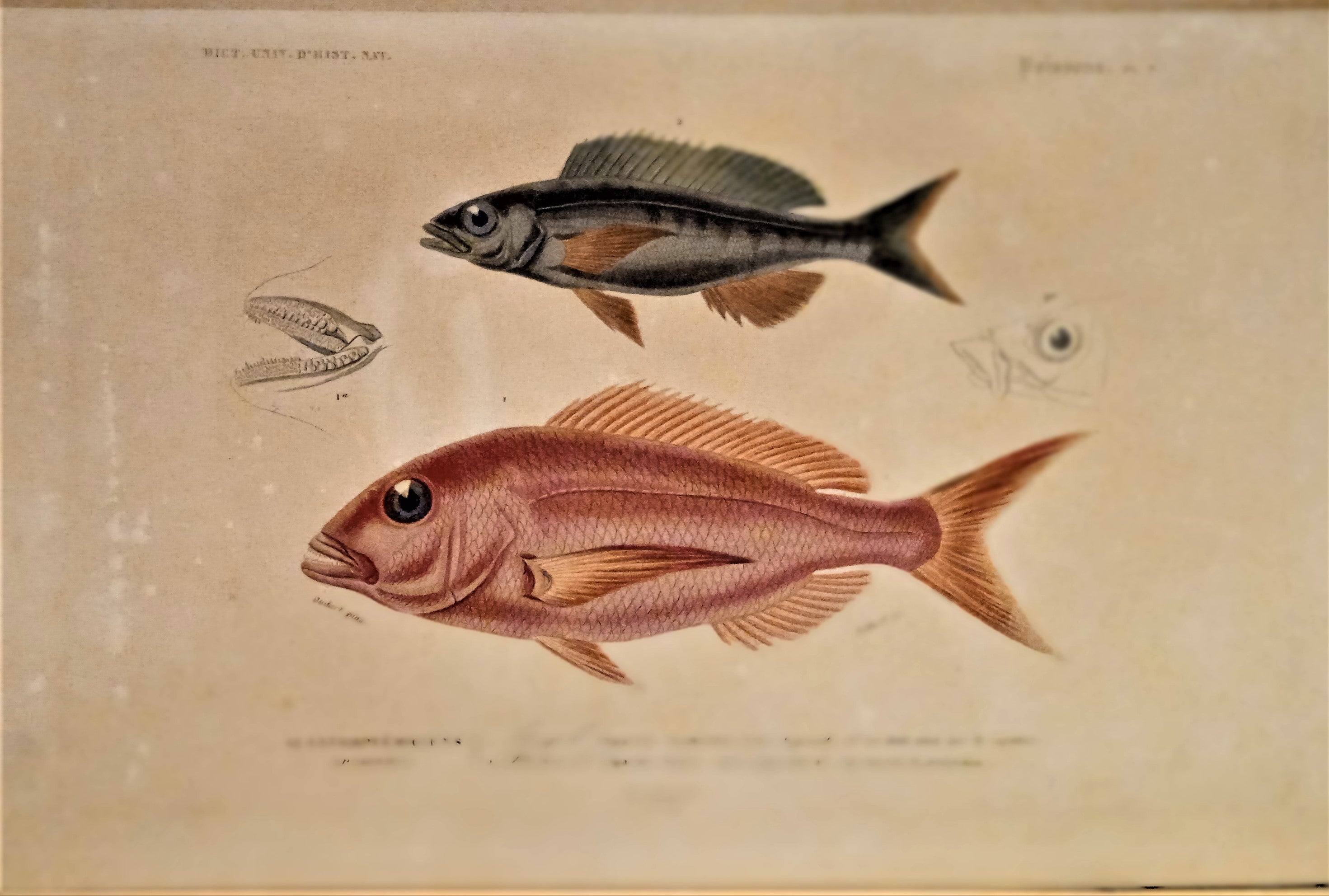 Planche N° 7   Histoire naturelle Poissons