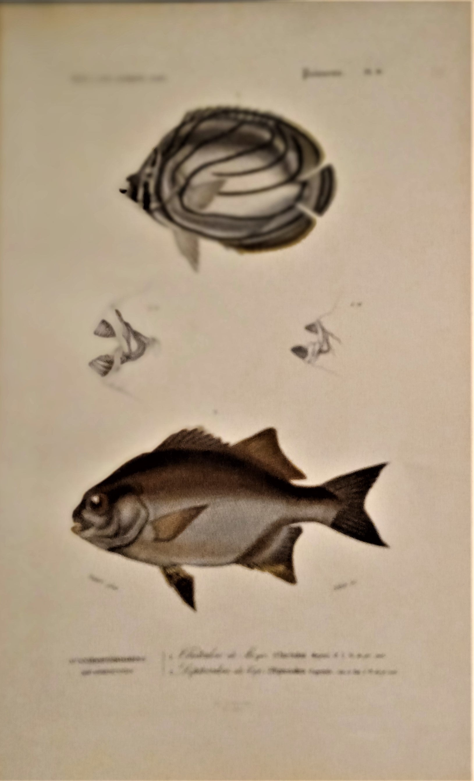 Planche N°  8 Histoire naturelle Poissons