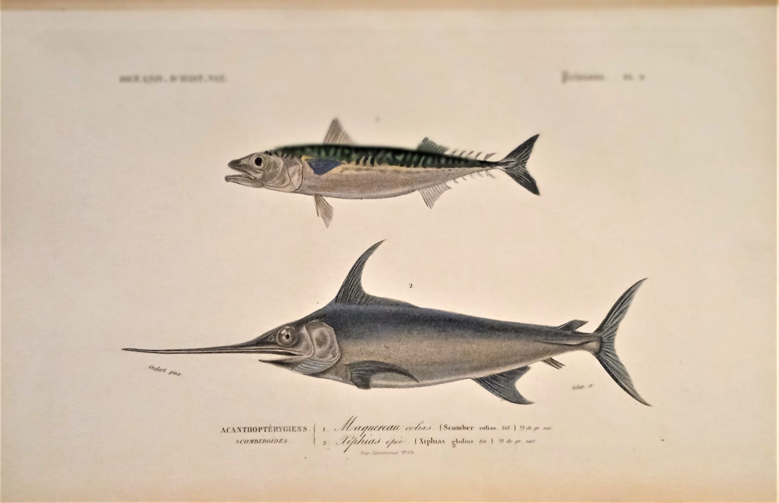 Planche N°  9 Histoire naturelle Poissons