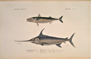 Planche N°  9 Histoire naturelle Poissons