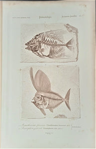 Planche N°  1 fossile  Histoire naturelle Poissons