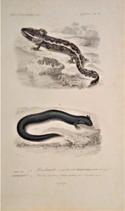 Planches histoire naturelle REPTILES. N 19